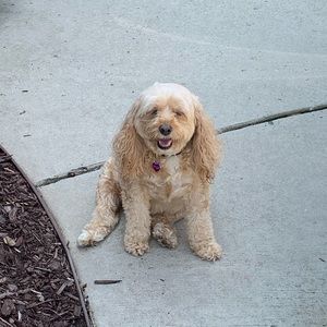 Meet your Posher, Anthony